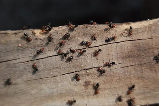Traitement contre les fourmies charpentières